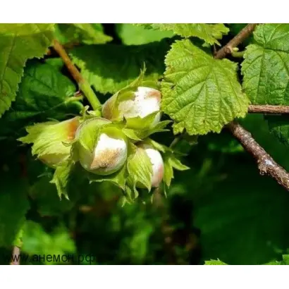 ЧЕРКЕССКИЙ 2