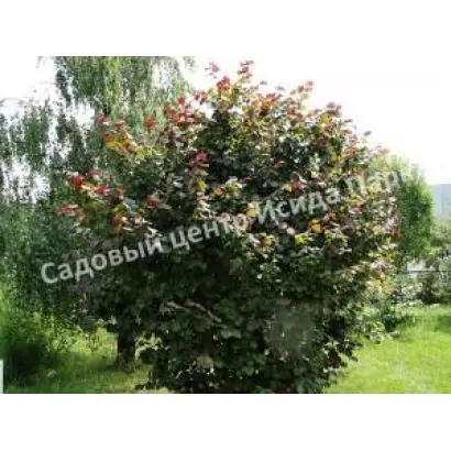 ТАМБОВСКИЙ РАННИЙ