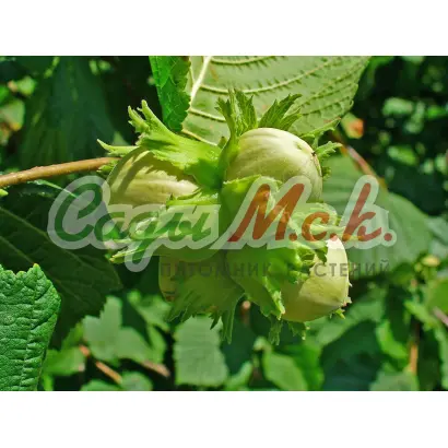 КАТАЛОНСКИЙ