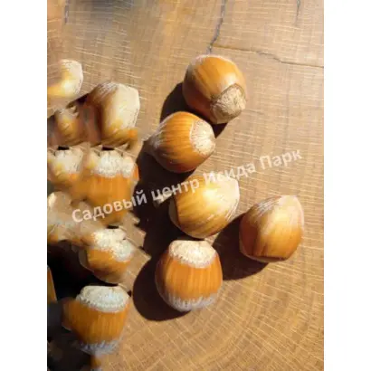 ПОДАРОК ВАНИЧЕВОЙ