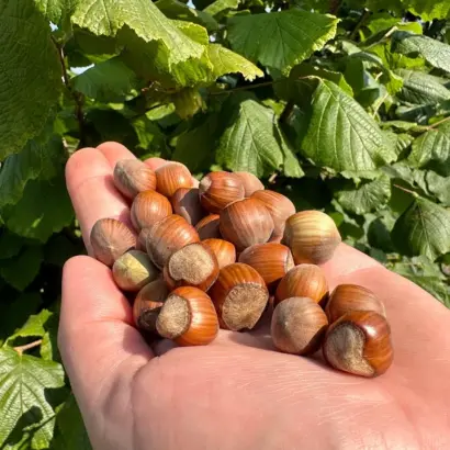 ТОНДА ФРАНЧЕСКАНА