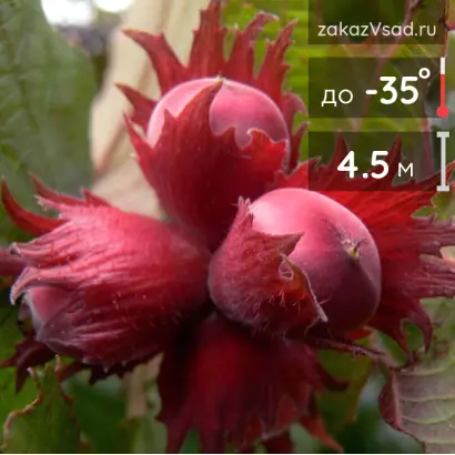 МОСКОВСКИЙ РУБИН