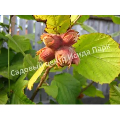 МОСКОВСКИЙ РАННИЙ