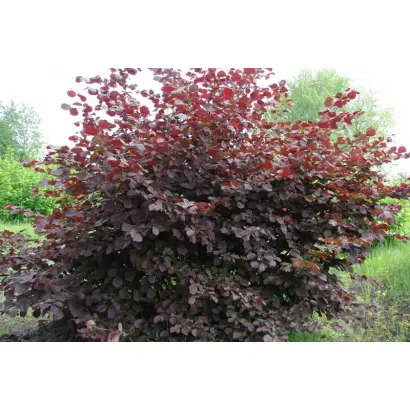 ИВАНТЕЕВСКИЙ КРАСНЫЙ