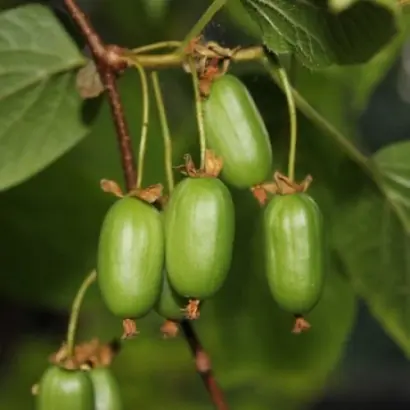 ТАЁЖНЫЙ ДАР