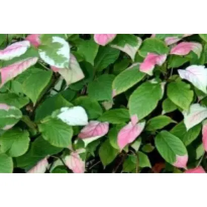 ДОБРЫЙ МОЛОДЕЦ