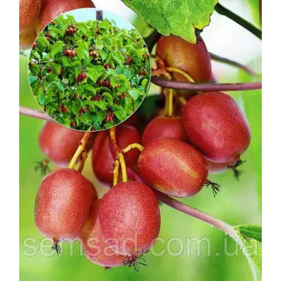 КРАСНА ДЕВИЦА