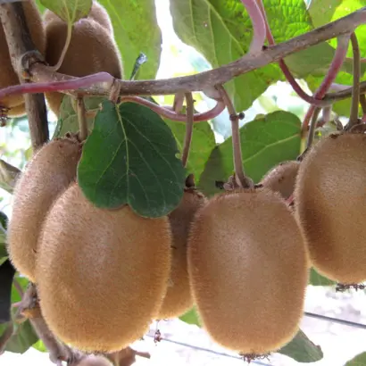 ХЕЙВОРД РОССИЙСКИЙ