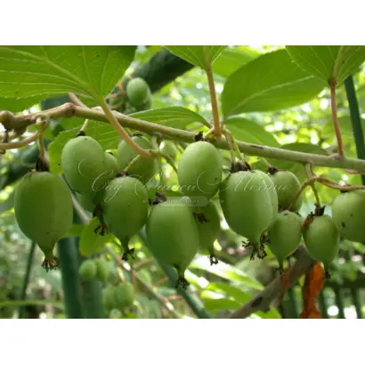 ФАНТАЗИЯ САДОВ