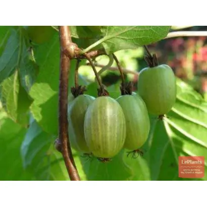 ПРИМОРСКАЯ