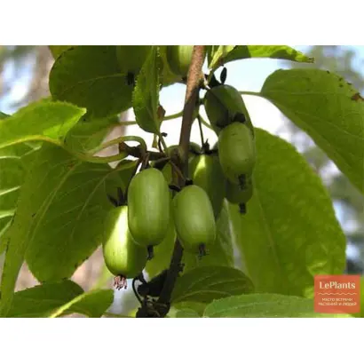 МАРМЕЛАДКА