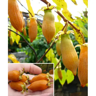 АБРИКОСОВАЯ