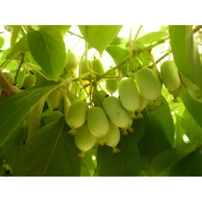 НЕЗНАКОМКА