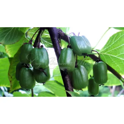 ПРАЗДНИЧНАЯ