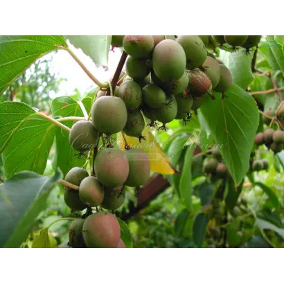 ВИНОГРАДНАЯ