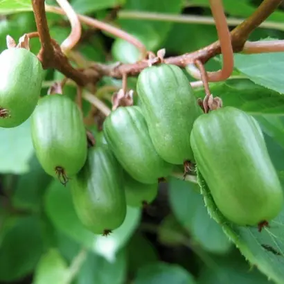 ИЗОБИЛЬНАЯ