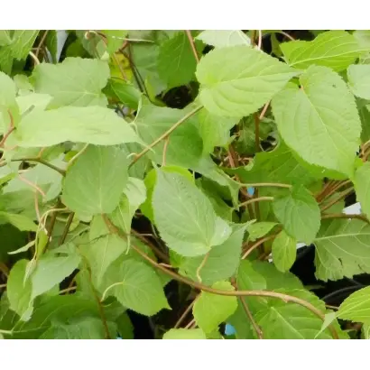 КОРОЛЕВА САДА