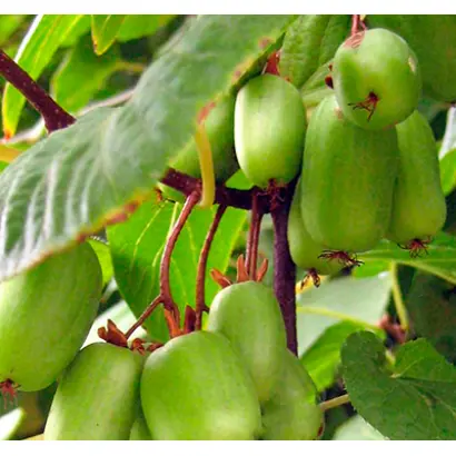 ПРЕЛЕСТНАЯ