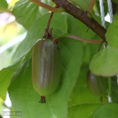 УНИВЕРСИТЕТСКАЯ