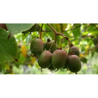 РАННЯЯ ЗАРЯ