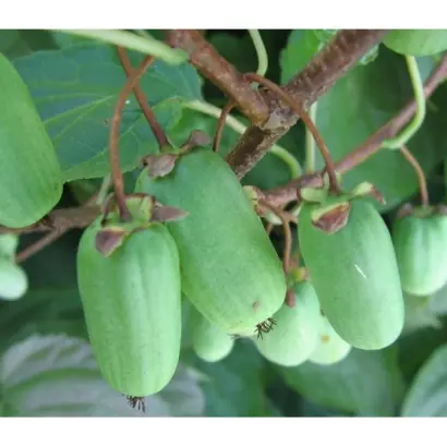 ПРИУСАДЕБНАЯ