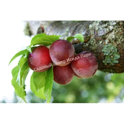 НИБЕРДЖАЕВСКАЯ РАННЯЯ