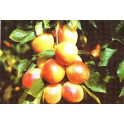 РУМЯНАЯ ЗОРЬКА