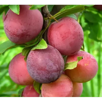 ДЕСЕРТНАЯ РАННЯЯ