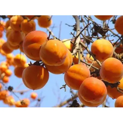 ГОРА РОДЖЕРС