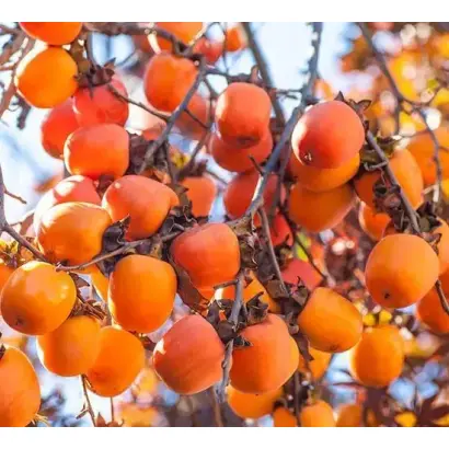 ГОРА РОМАН КОШ