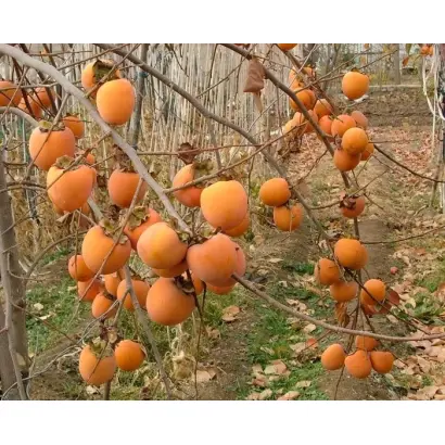 ГОРА ГОВЕРЛА