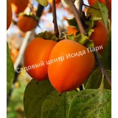 ЗОЛОТИСТАЯ