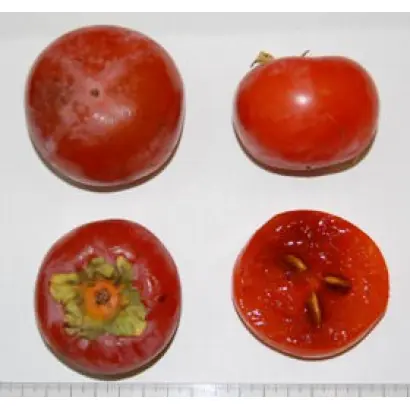 НИКИТСКАЯ БОРДОВАЯ