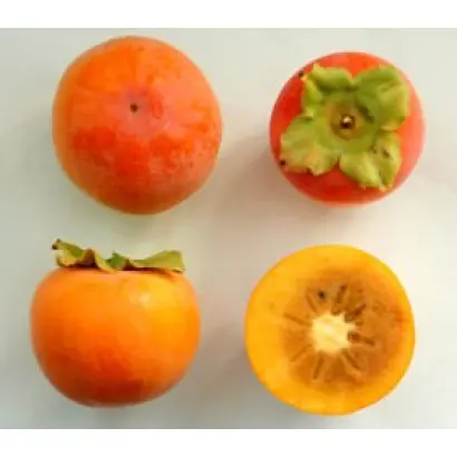 ЮЖНАЯ КРАСАВИЦА