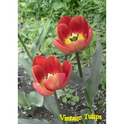 БАБУСИН САРАФАН