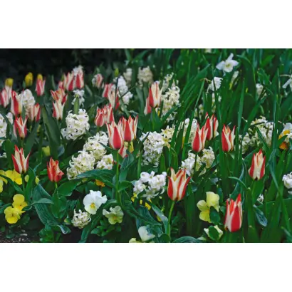 САД СЧАСТЬЯ