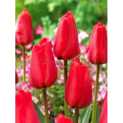 ФРИНДЖИД АПЕЛЬДОРН