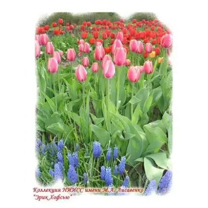 АКАДЕМИК ЛИСАВЕНКО