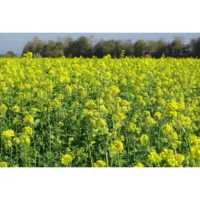 ПОЛУПУСТЫННАЯ