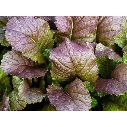 КРАСНАЯ ГОРКА