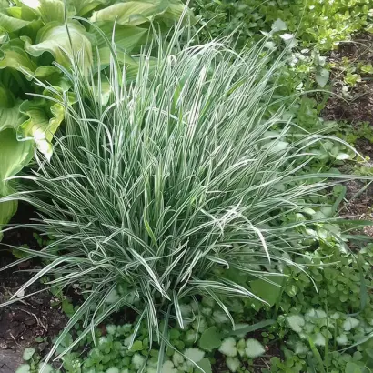 ЯРОСЛАВСКИЙ 1