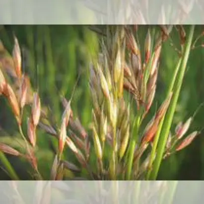 БАРСПЕКТРА II