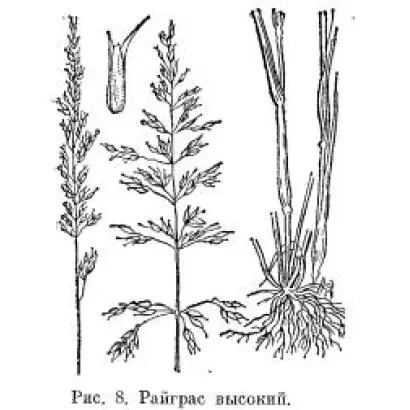 МОРШАНСКИЙ 1