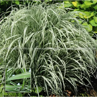 ПСКОВСКИЙ МЕСТНЫЙ