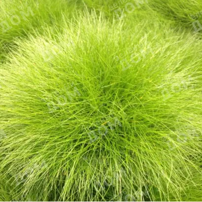 ПРИДОНСКАЯ