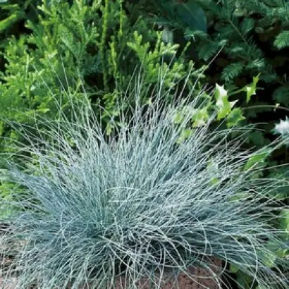 БОРОДИНСКАЯ