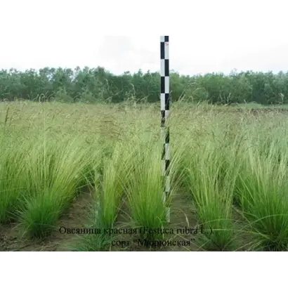 КАМАЛИНСКАЯ 95