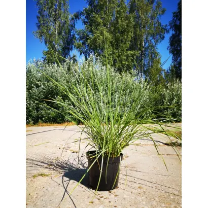 ПСКОВСКАЯ МЕСТНАЯ