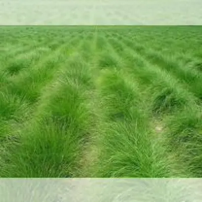 ПЕНЗЕНСКАЯ 1