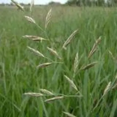 НОВОСИБИРСКАЯ 21